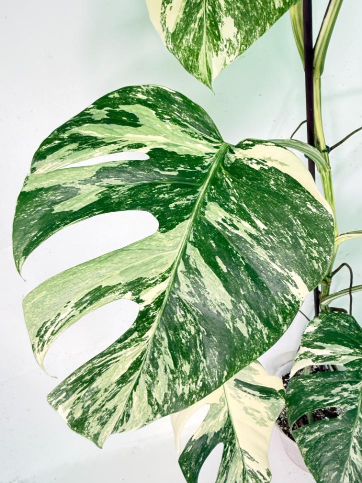 Monstera Albo Variegata XXL 04