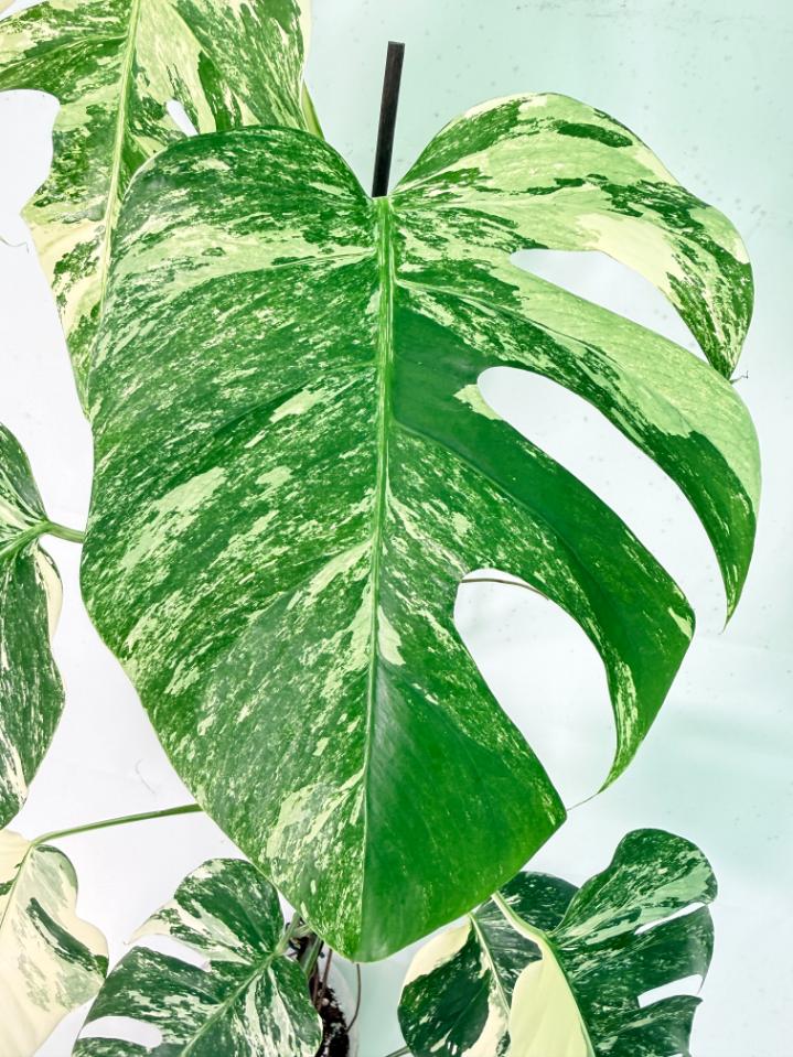 Monstera Albo Variegata XXL 05