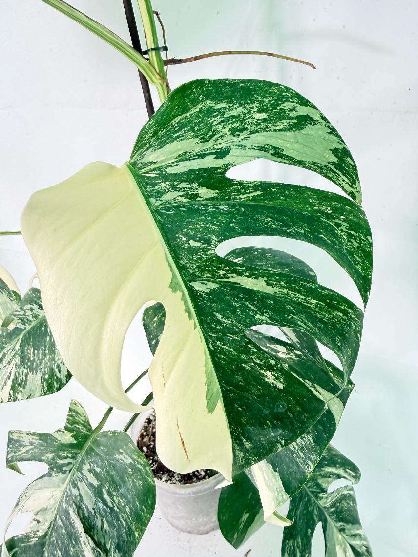 Monstera Albo Variegata XXL 07