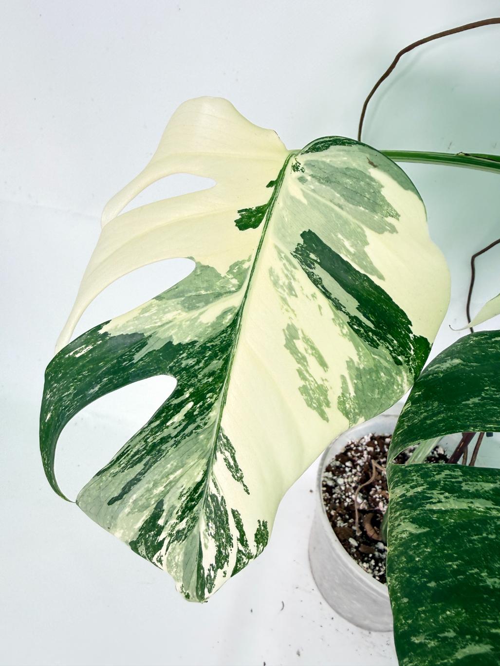 Monstera Albo Variegata XXL 08