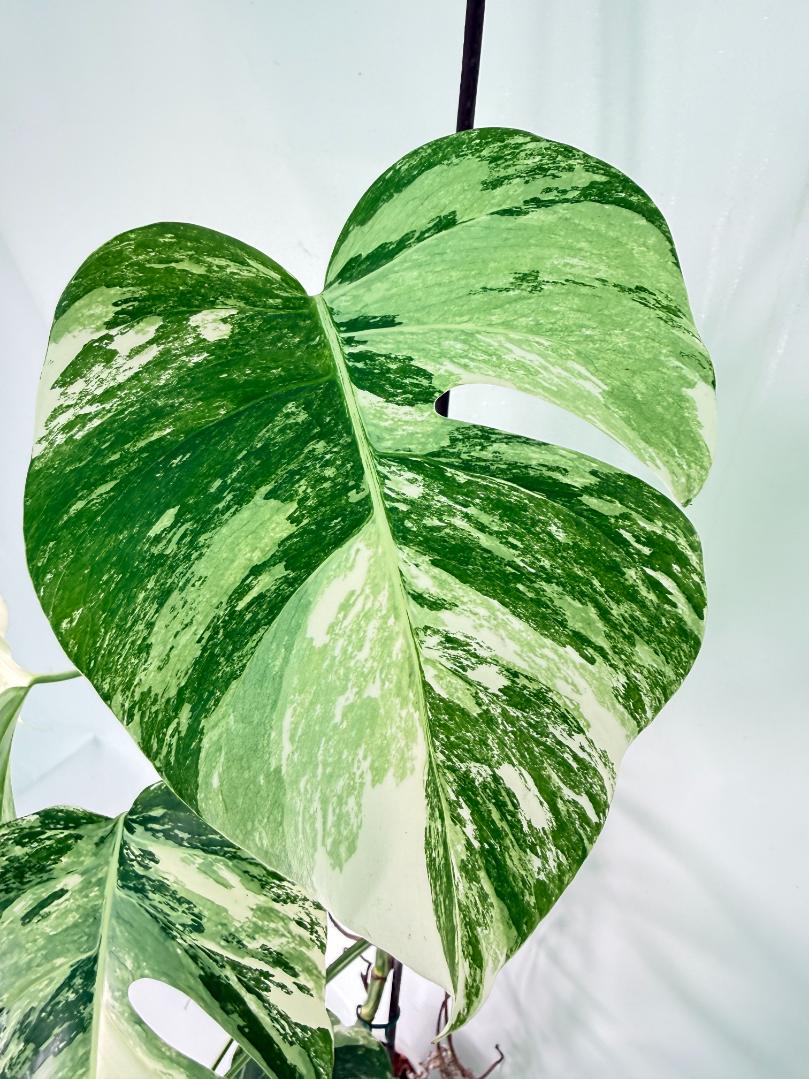 Monstera Albo Variegata XXL 9