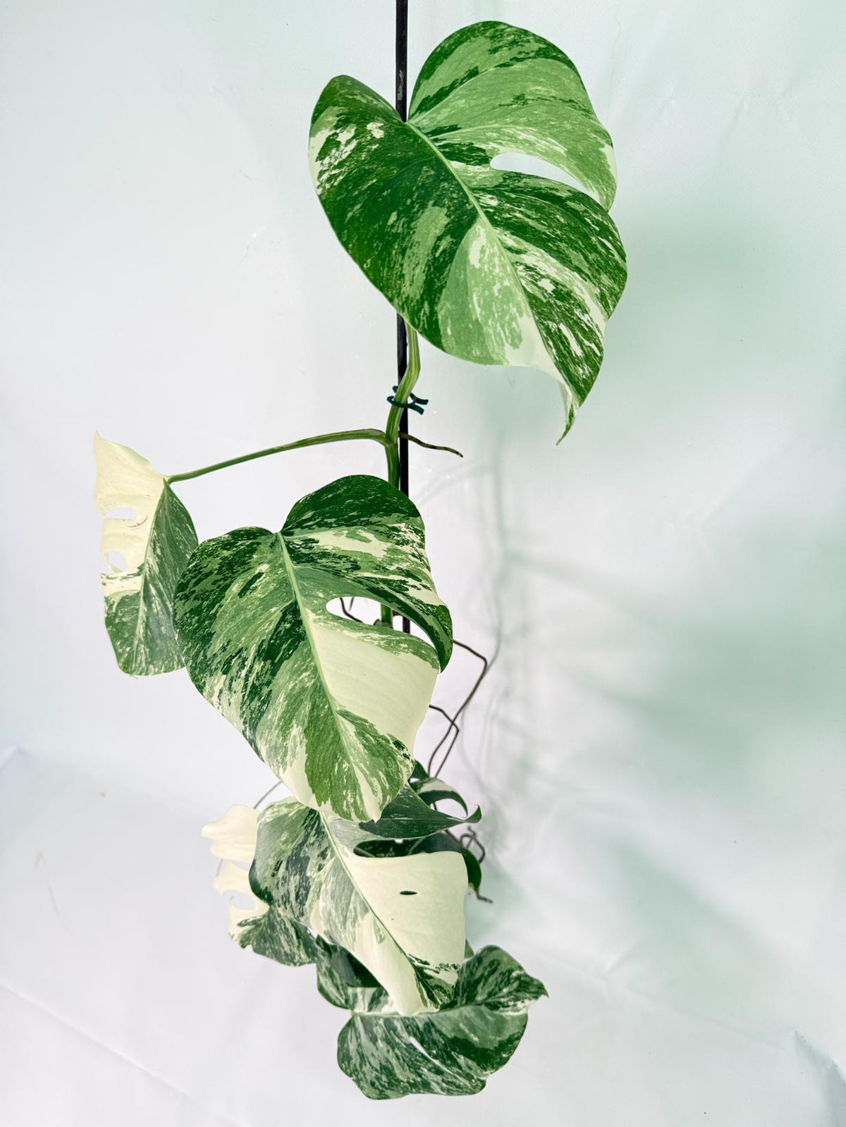 Monstera Albo Variegata XXL 01