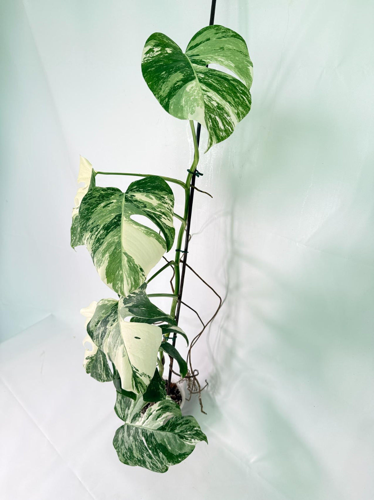 Monstera Albo Variegata XXL 10