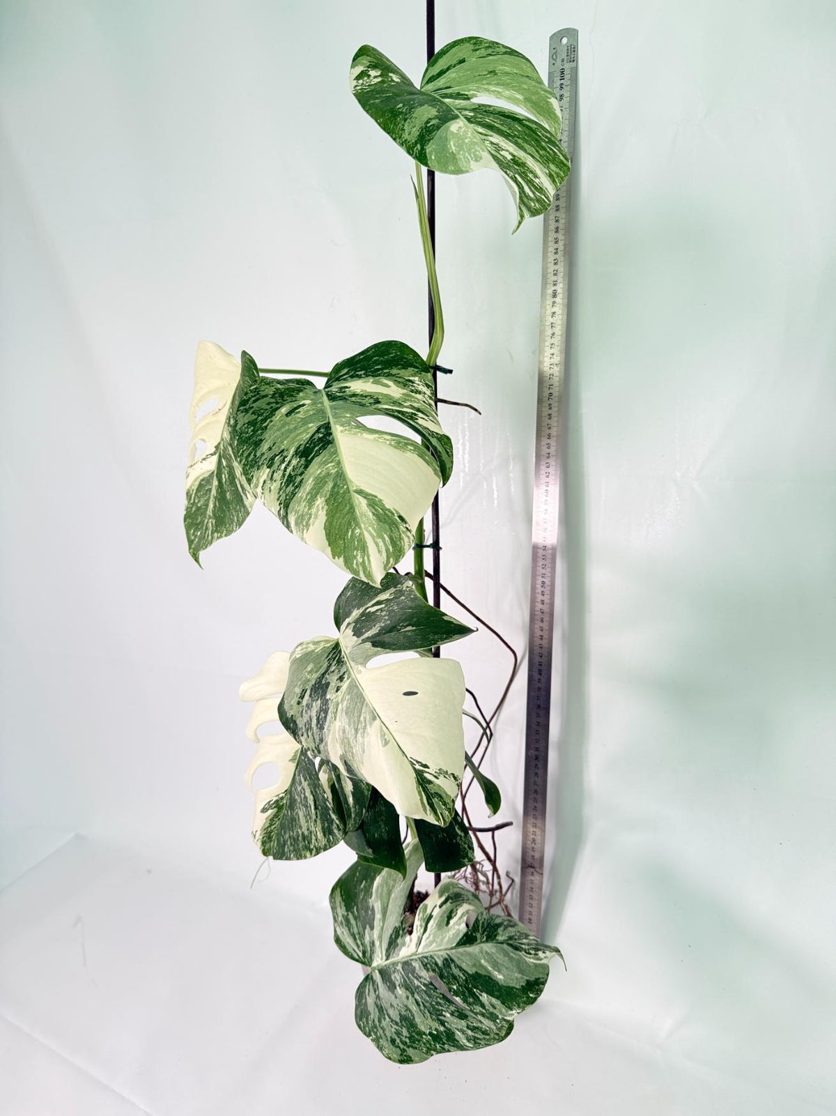 Monstera Albo Variegata XXL 11