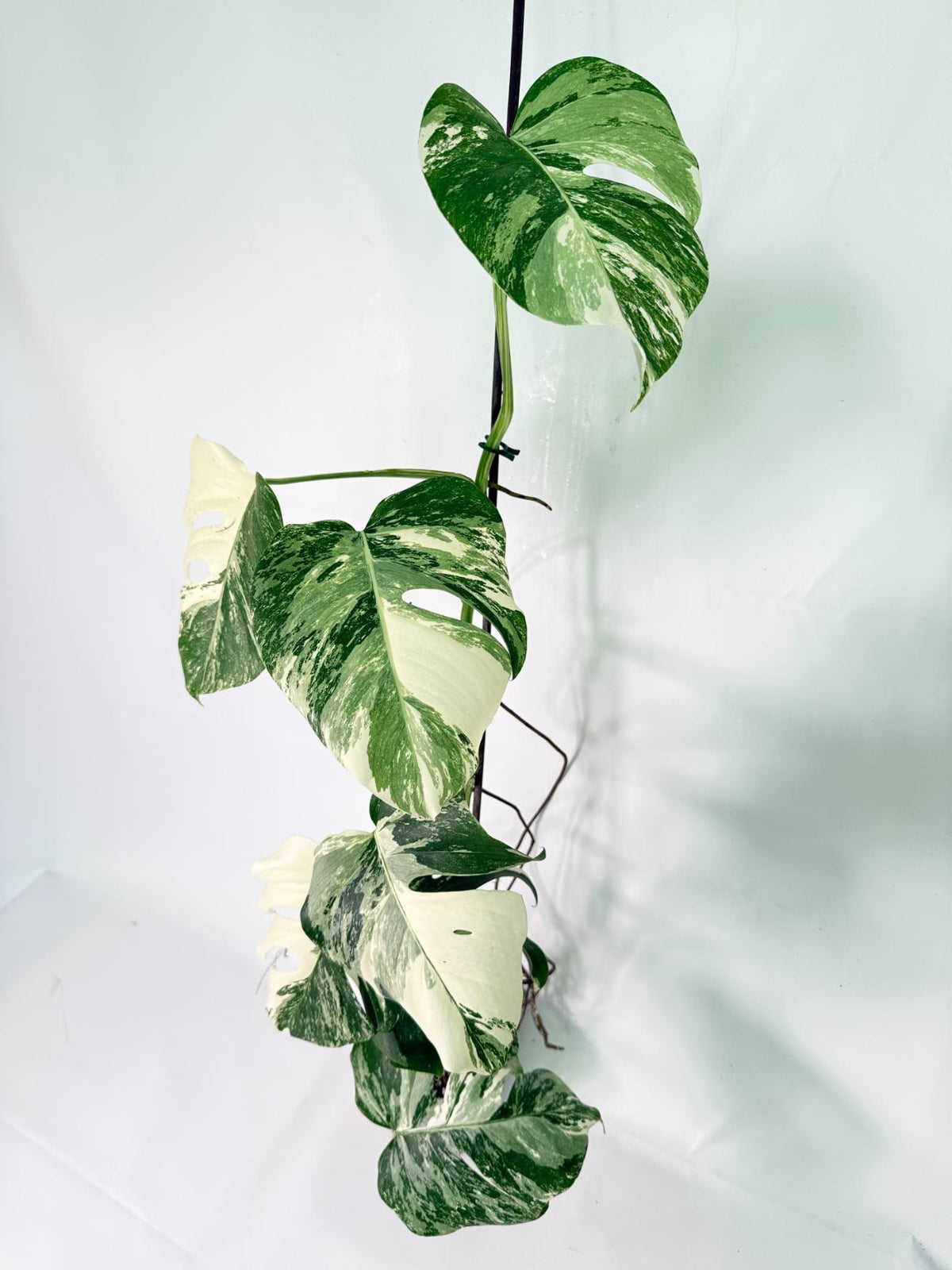 Monstera Albo Variegata XXL 7