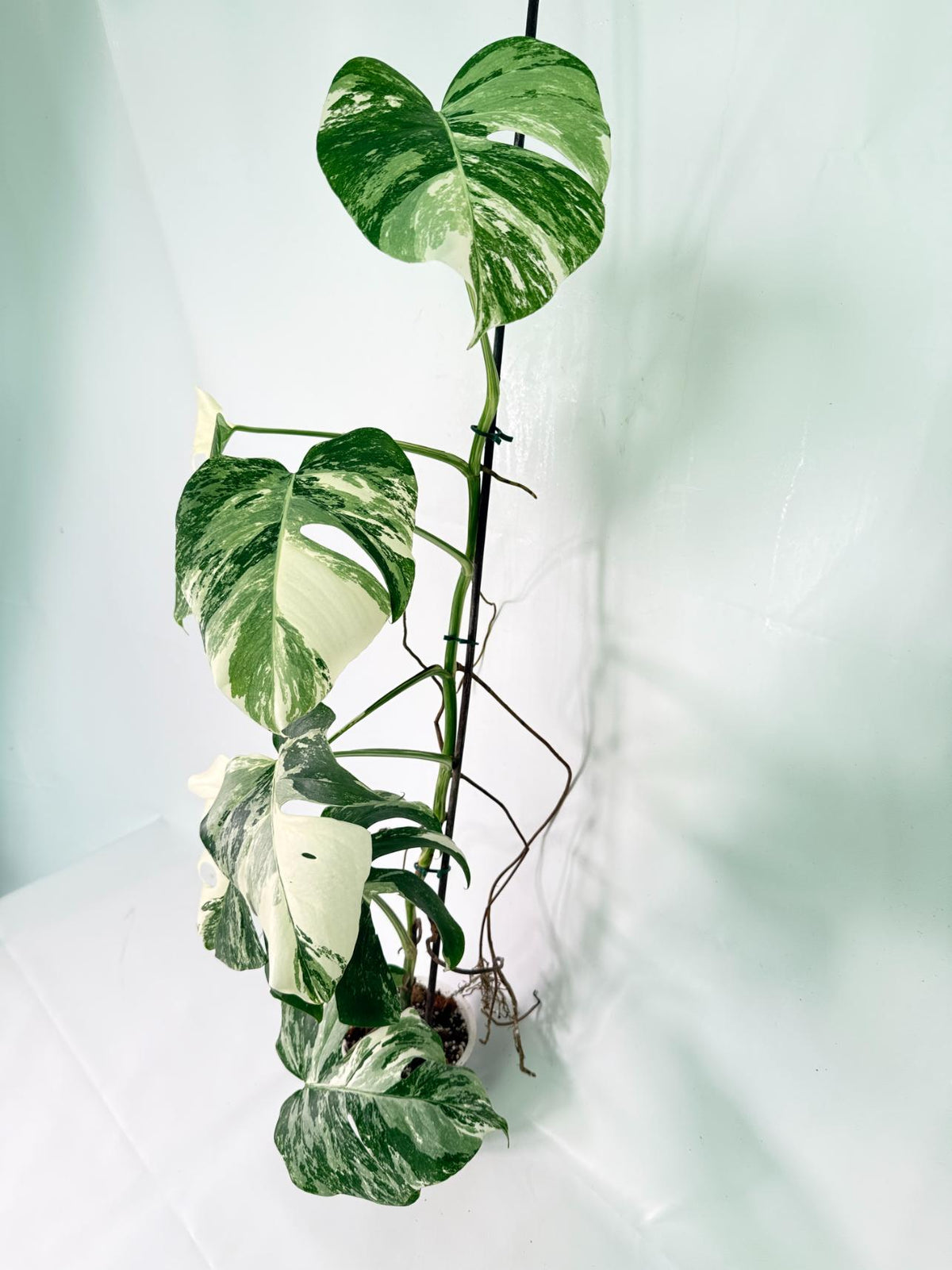Monstera Albo Variegata XXL 04