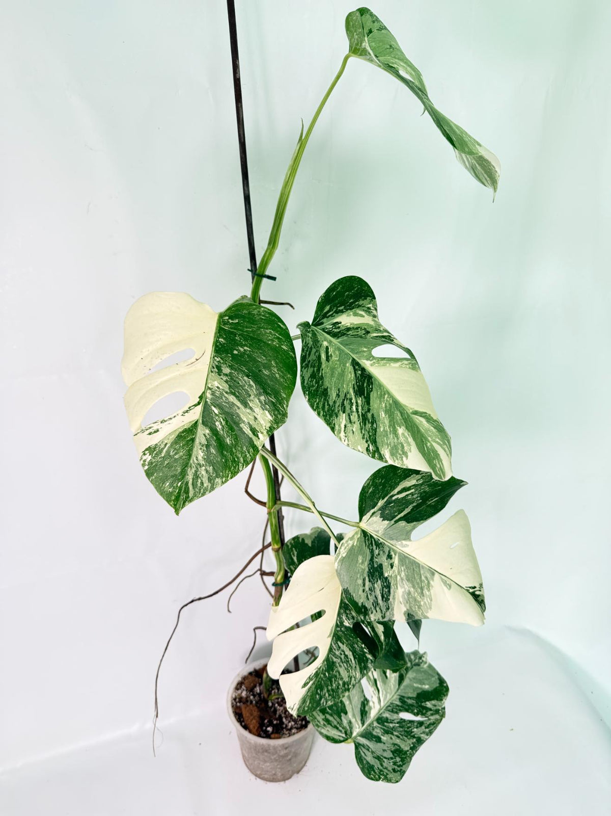 Monstera Albo Variegata XXL 02