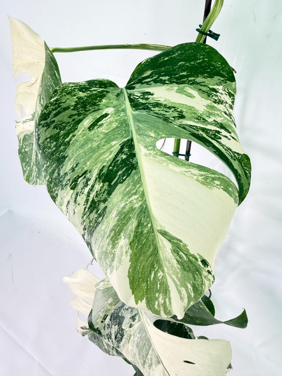 Monstera Albo Variegata XXL 03