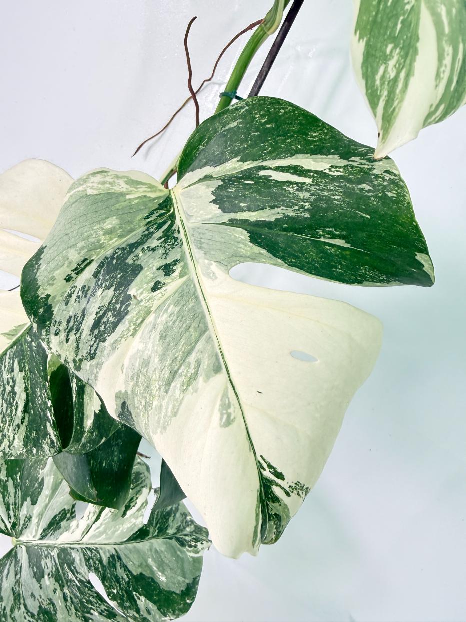 Monstera Albo Variegata XXL 05