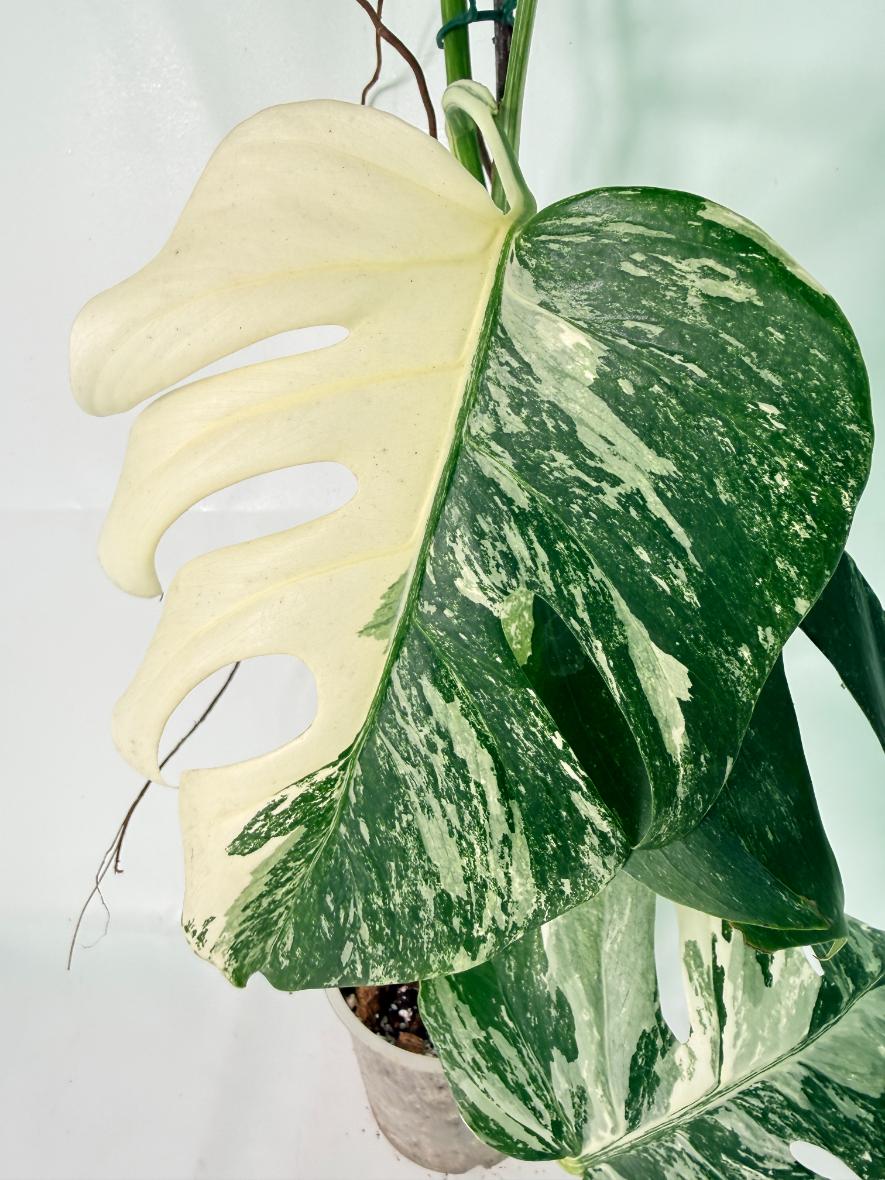 Monstera Albo Variegata XXL 06