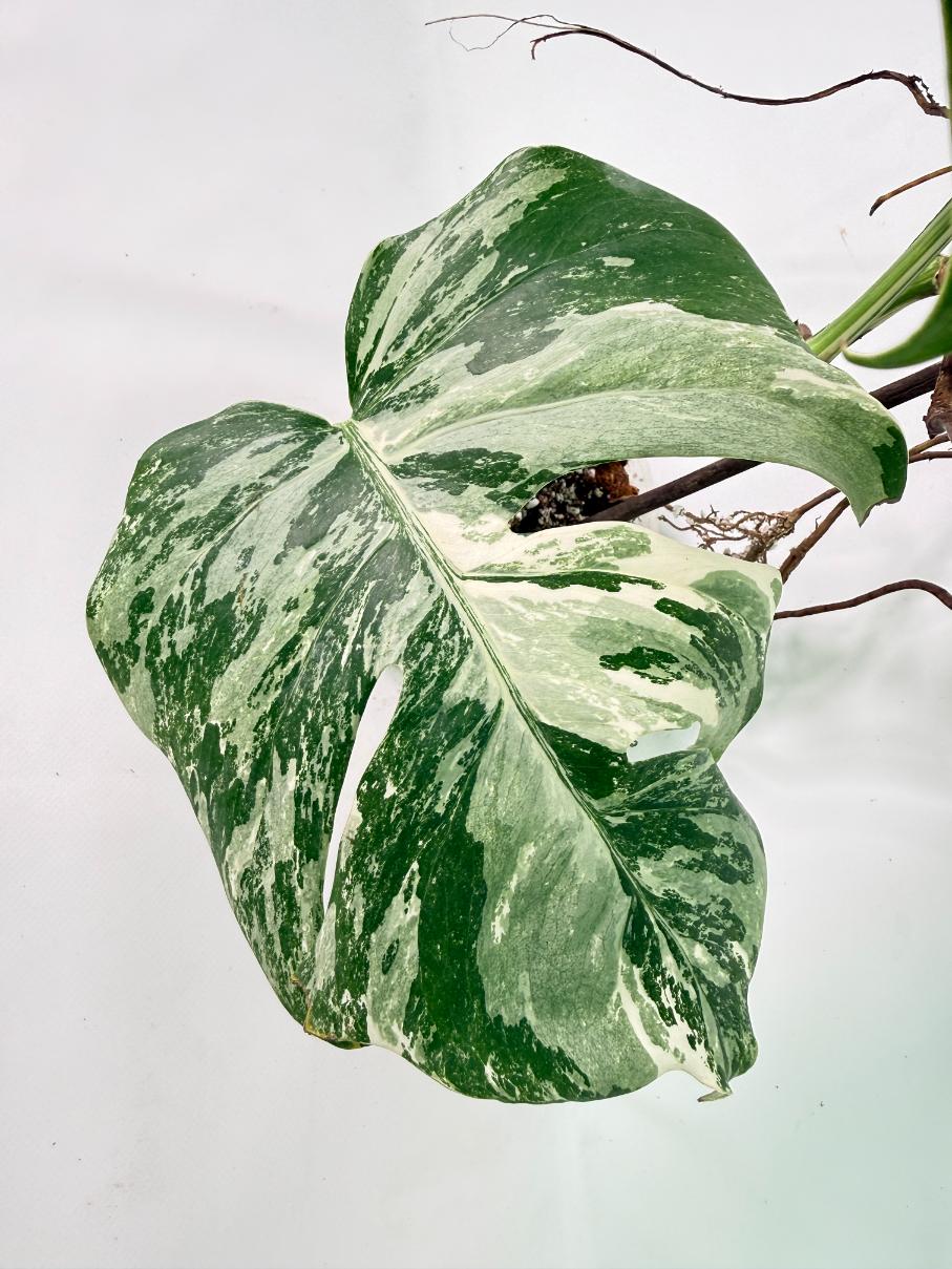 Monstera Albo Variegata XXL 08