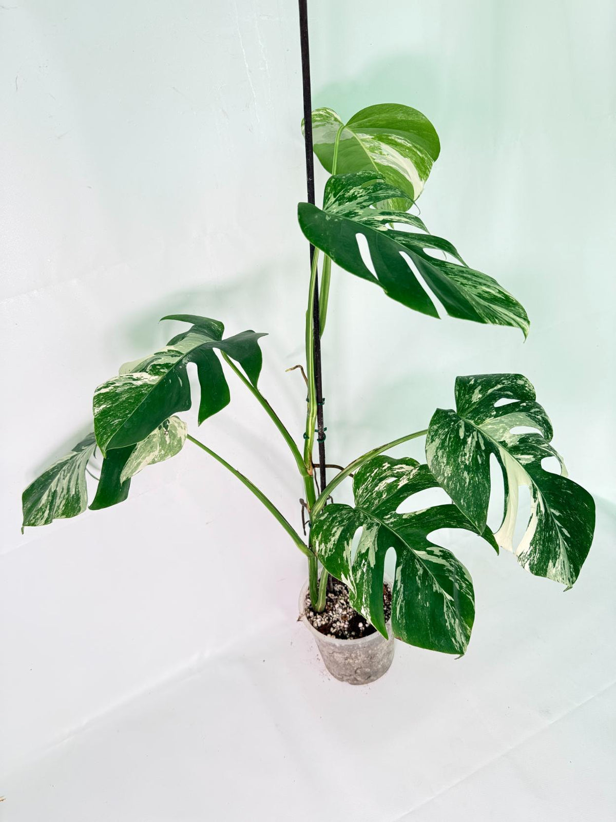 Monstera Albo Variegata XXL 01