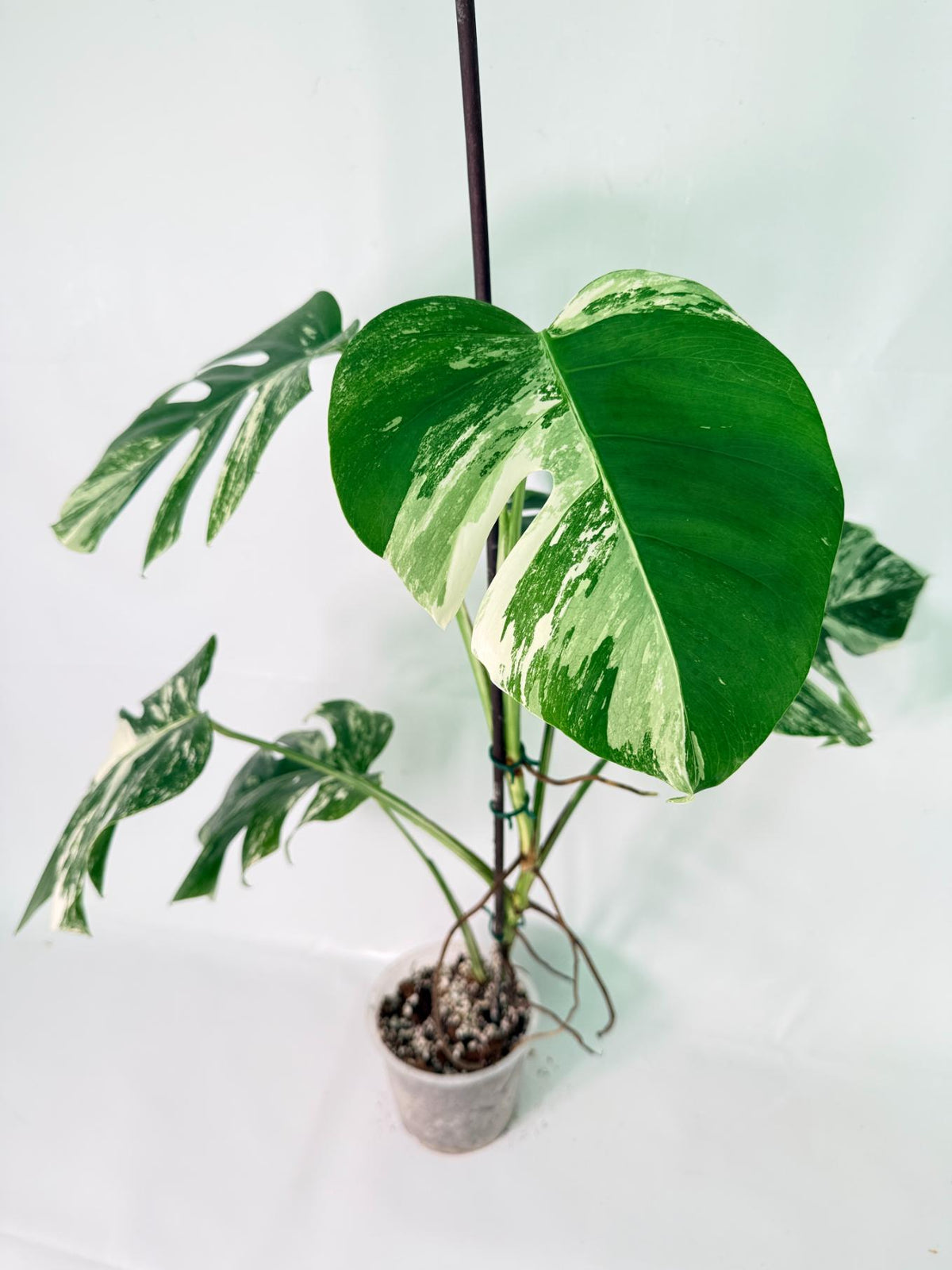 Monstera Albo Variegata XXL 08