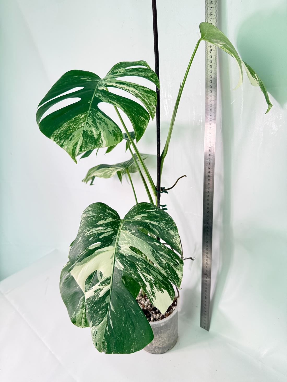 Monstera Albo Variegata XXL 09