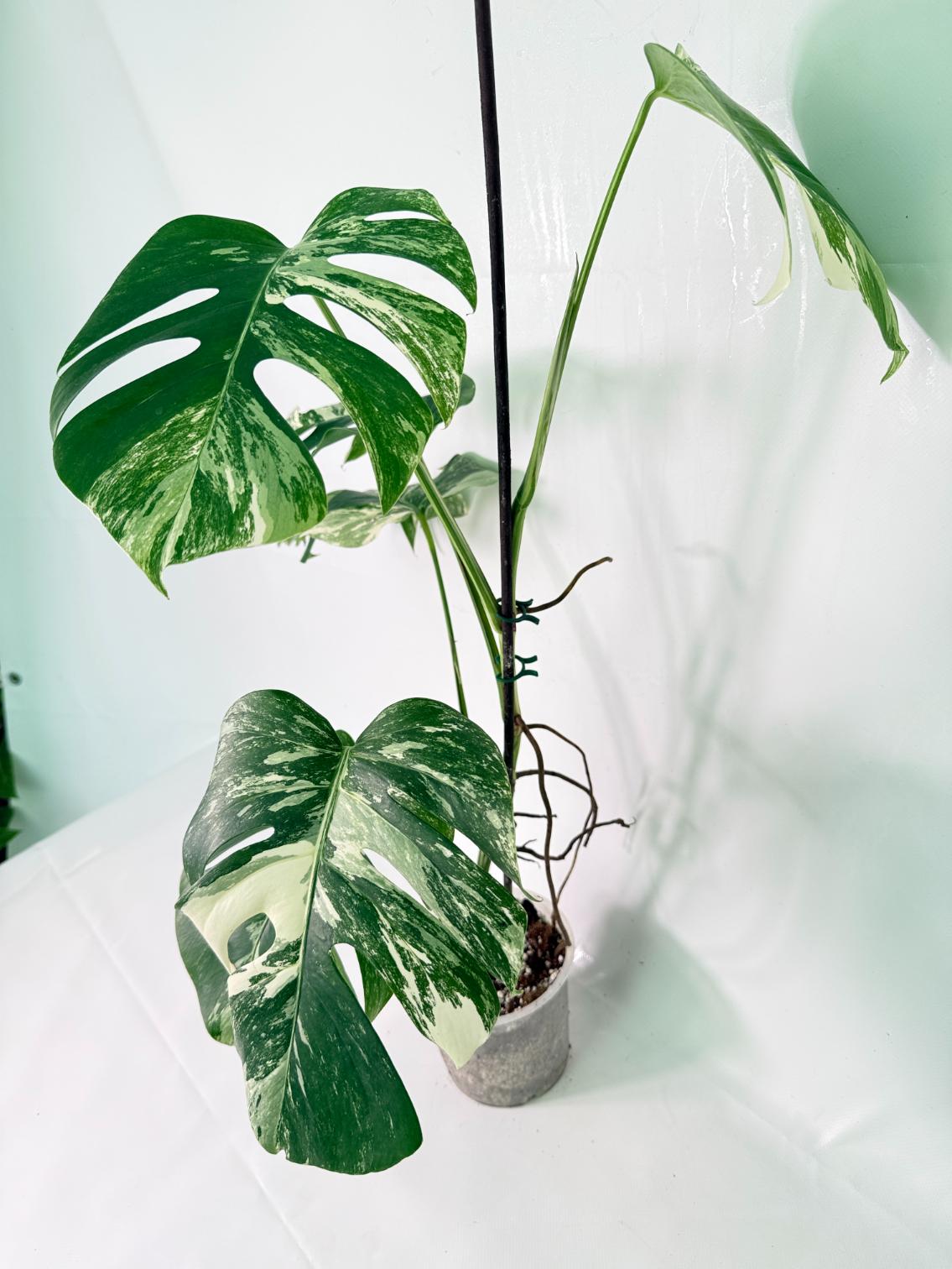 Monstera Albo Variegata XXL 03