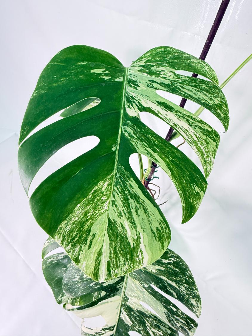 Monstera Albo Variegata XXL 4