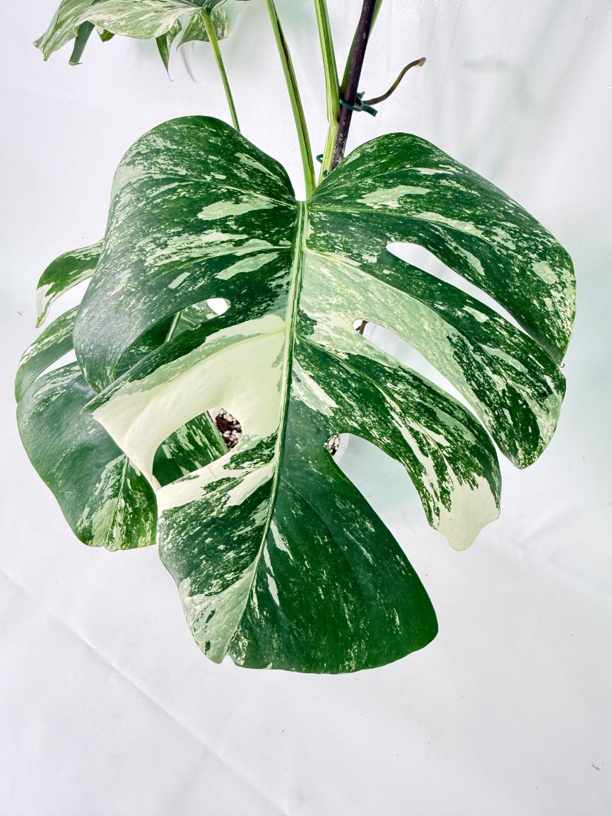 Monstera Albo Variegata XXL 5