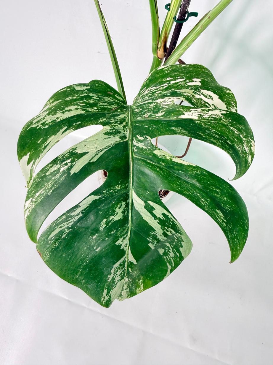 Monstera Albo Variegata XXL 06