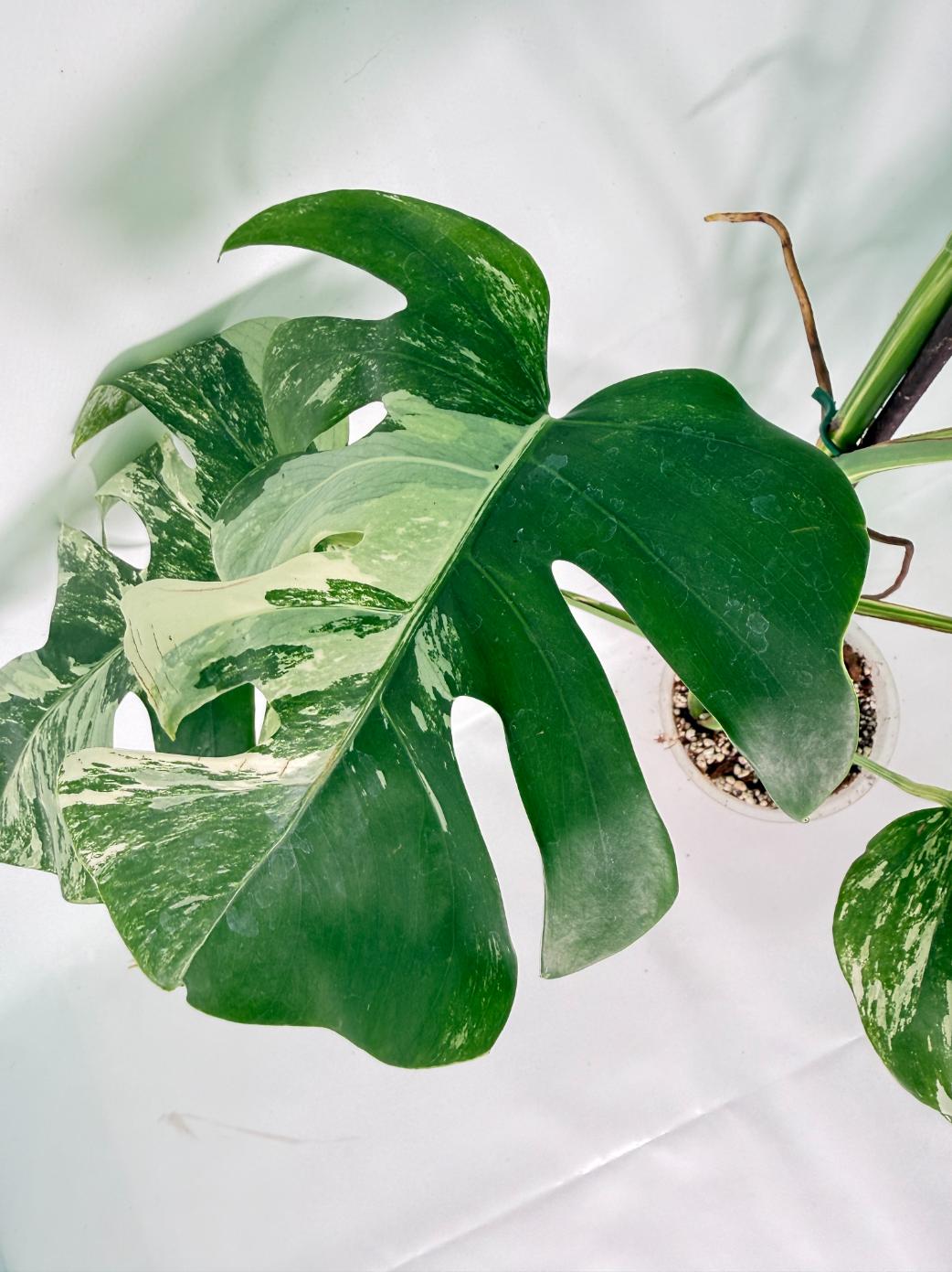 Monstera Albo Variegata XXL 07