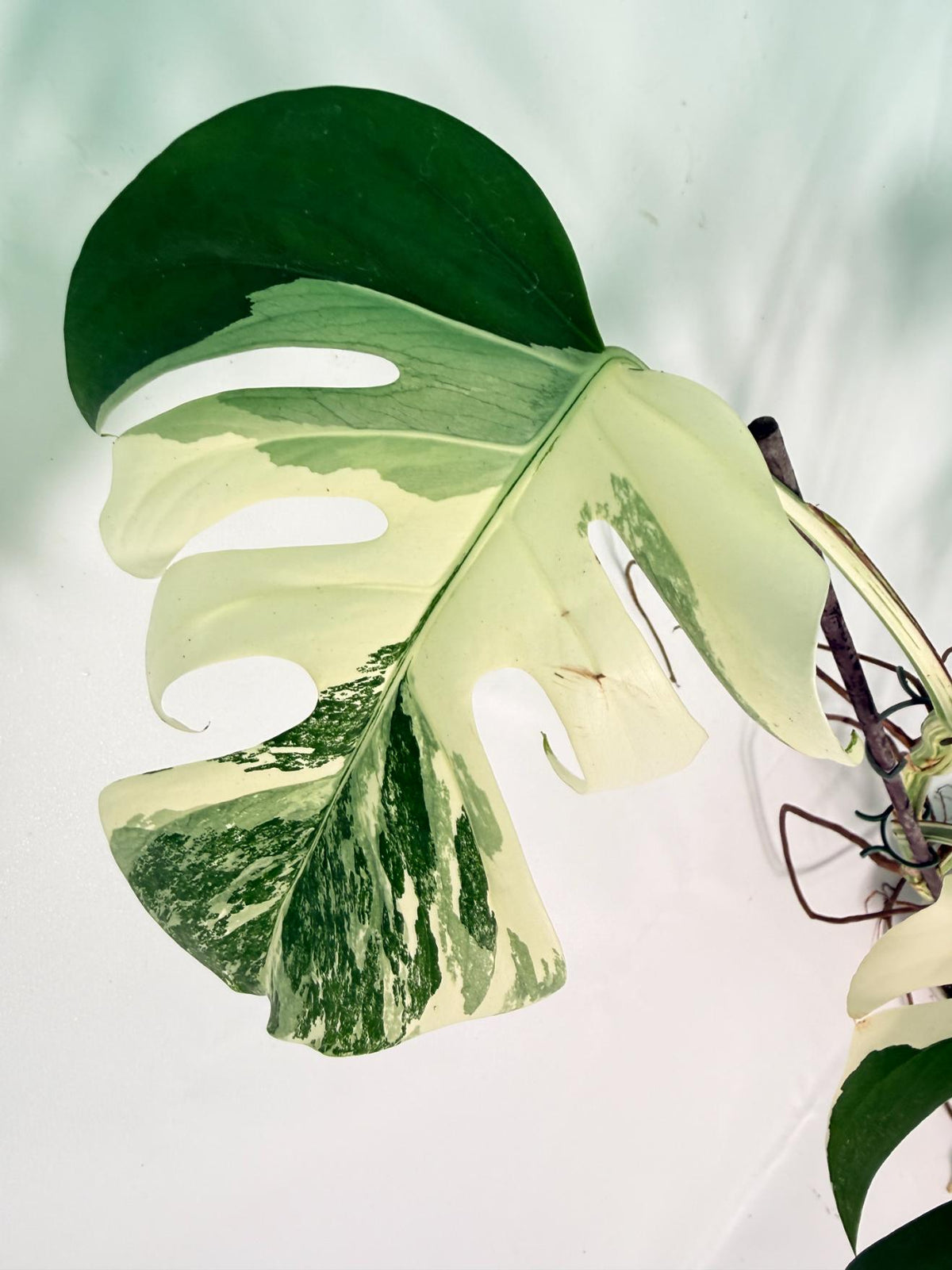 Monstera Albo Variegata XXL 9