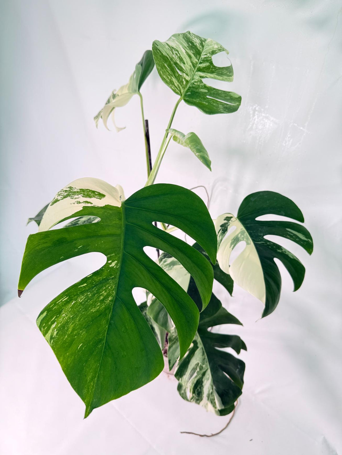 Monstera Albo Variegata XXL 10