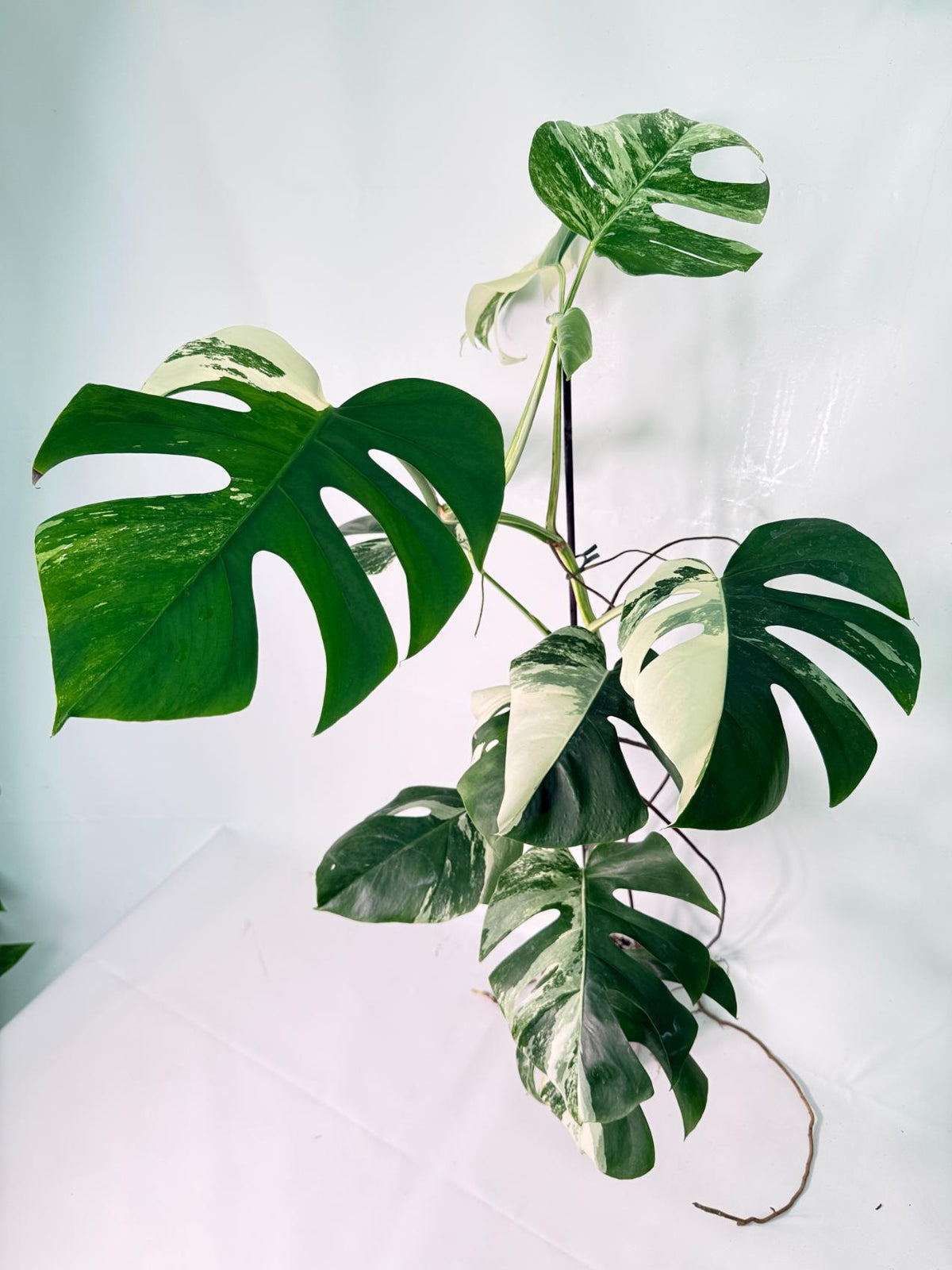Monstera Albo Variegata XXL 01