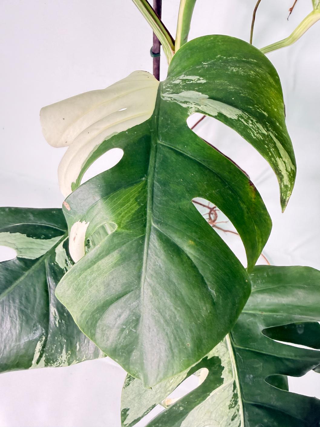 Monstera Albo Variegata XXL 11