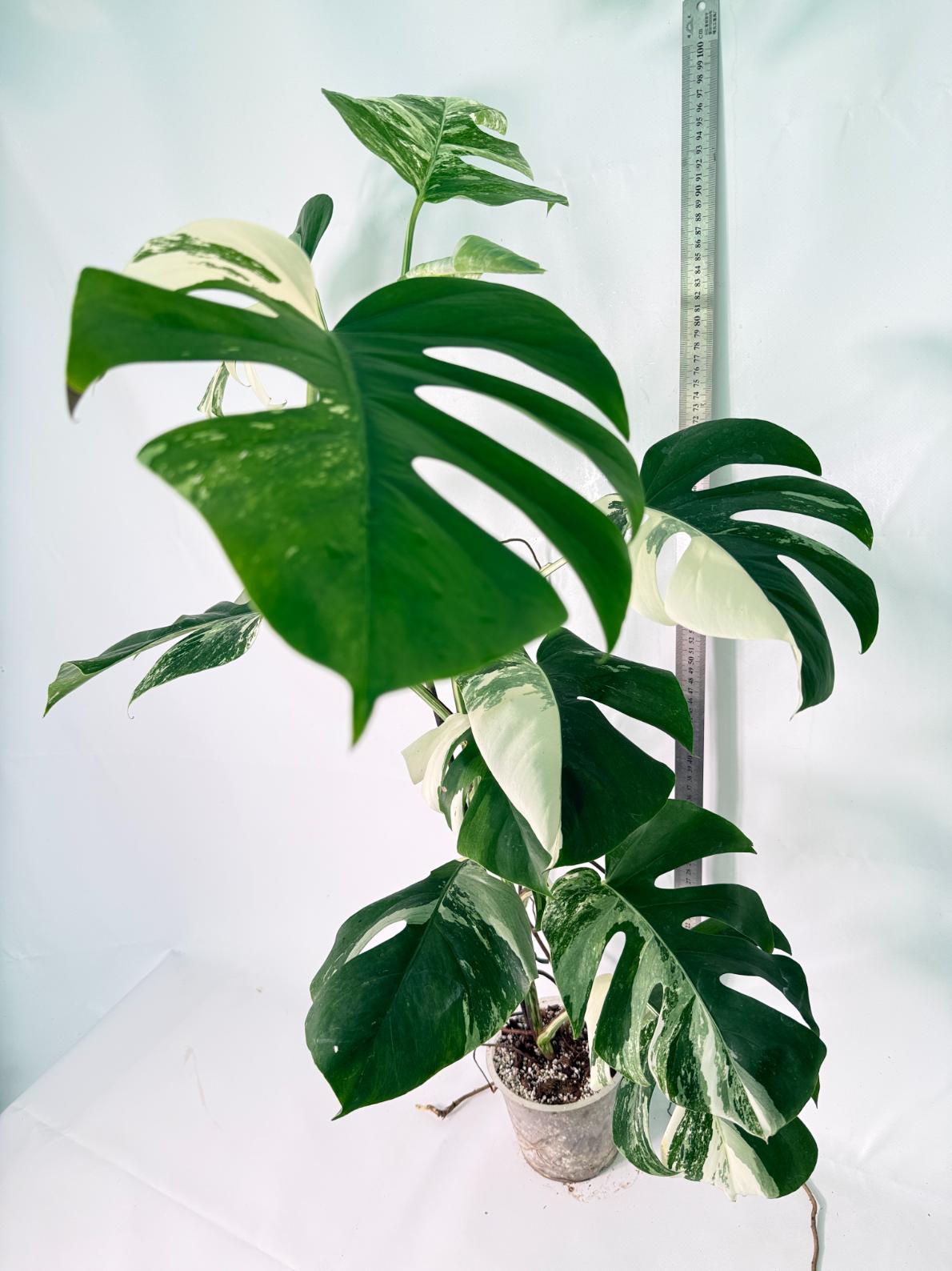 Monstera Albo Variegata XXL 12