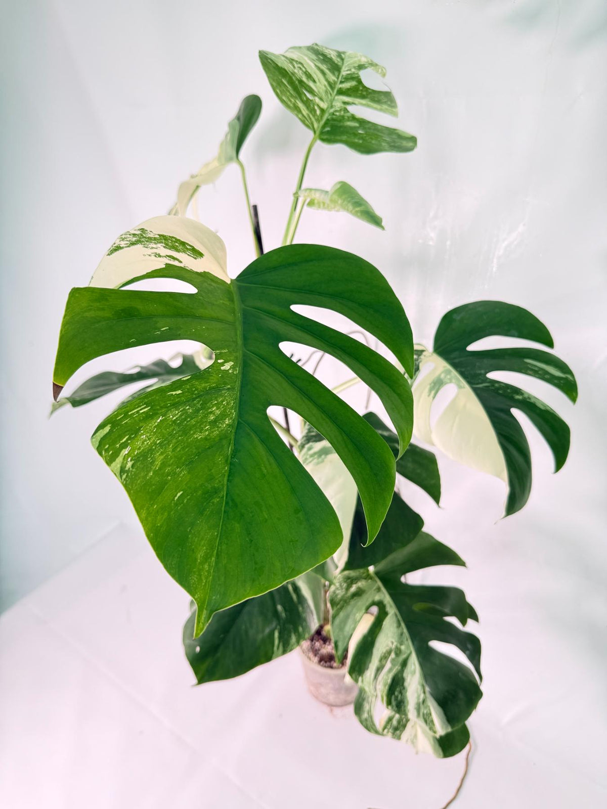 Monstera Albo Variegata XXL 2