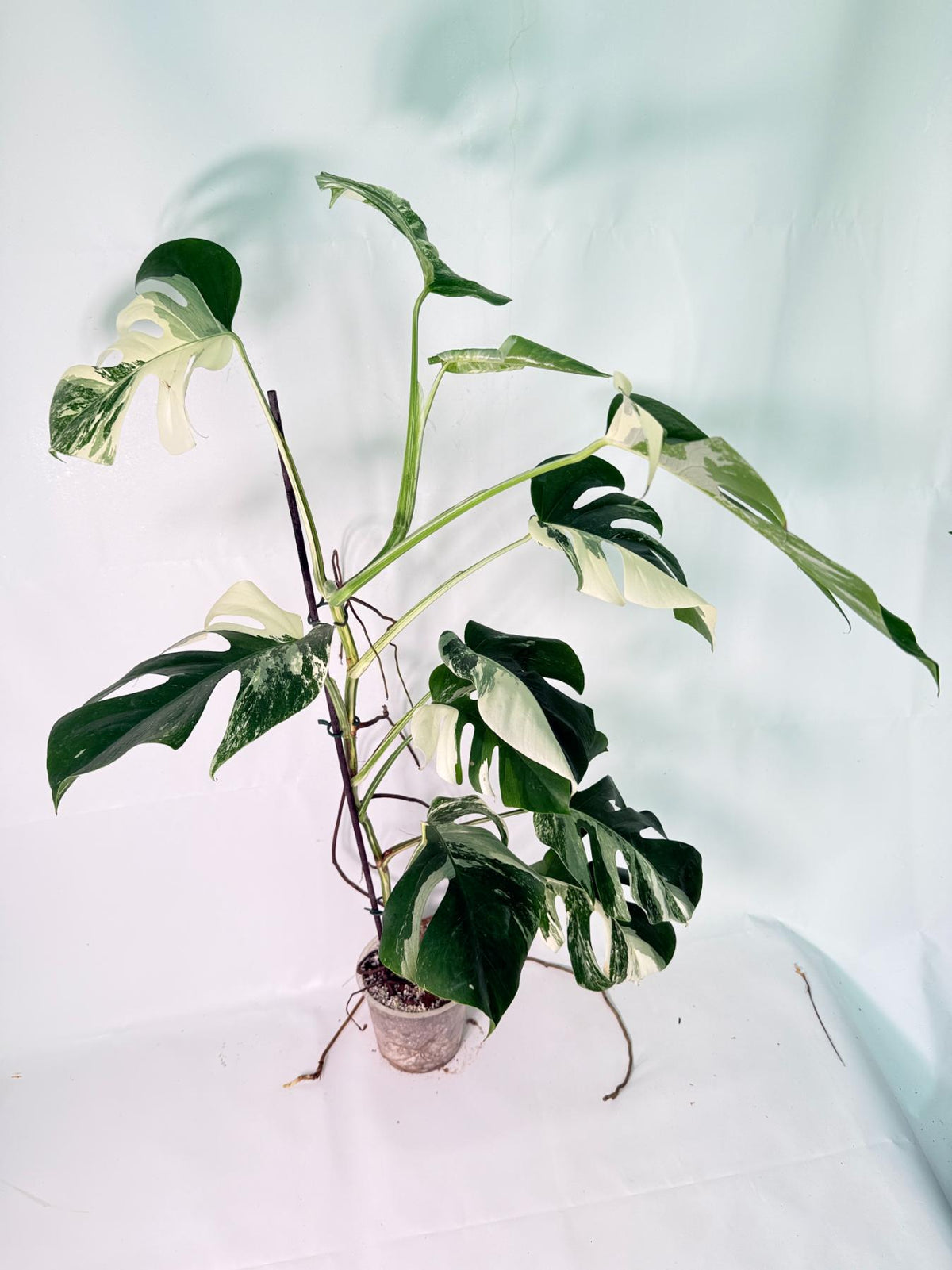 Monstera Albo Variegata XXL 03