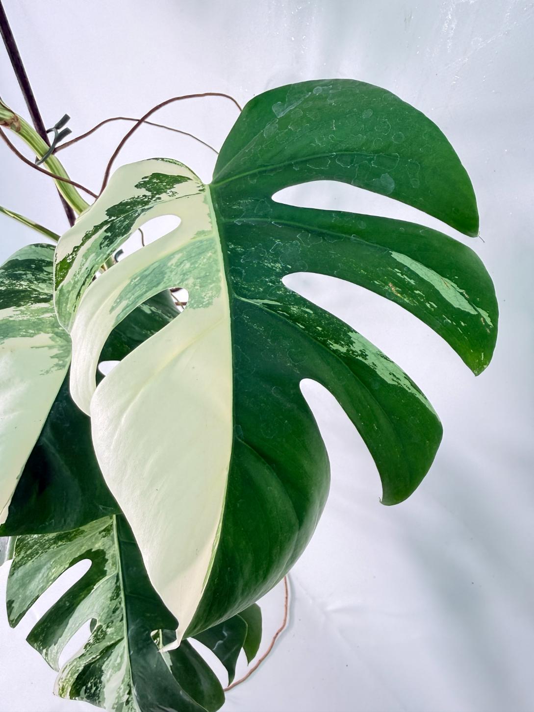 Monstera Albo Variegata XXL 04