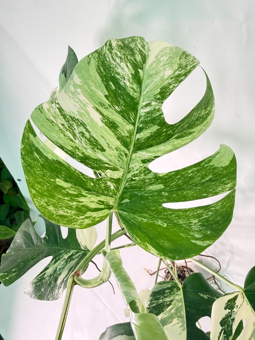 Monstera Albo Variegata XXL 05