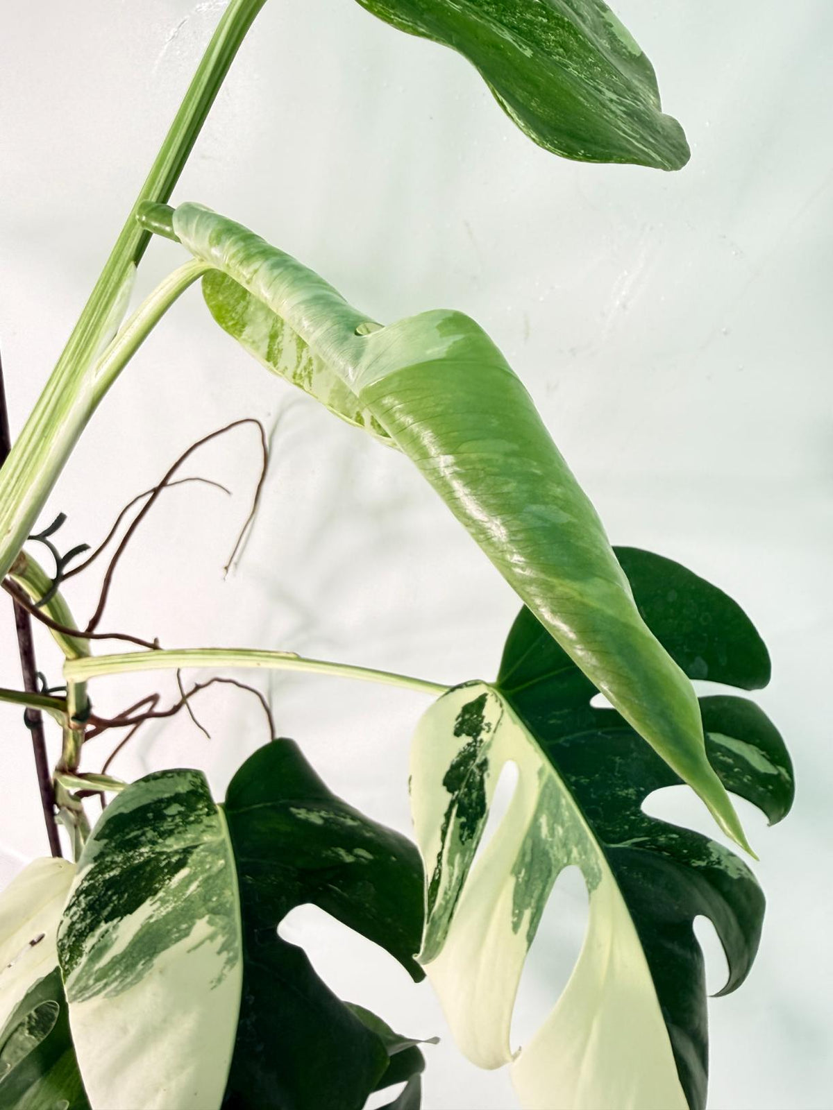 Monstera Albo Variegata XXL 6