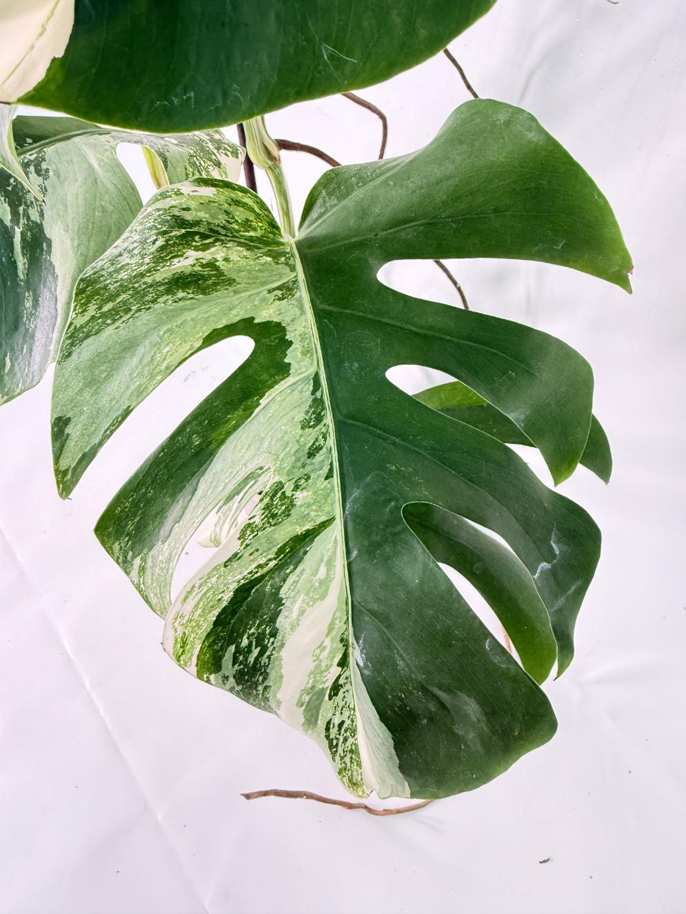 Monstera Albo Variegata XXL 07