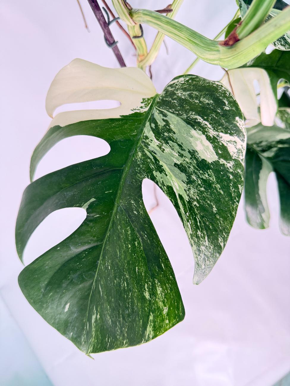 Monstera Albo Variegata XXL 08
