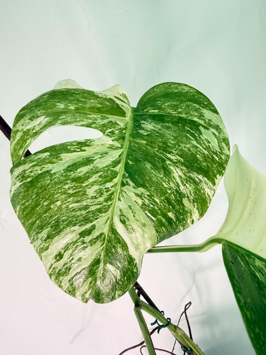 Monstera Albo Variegata XXL 07