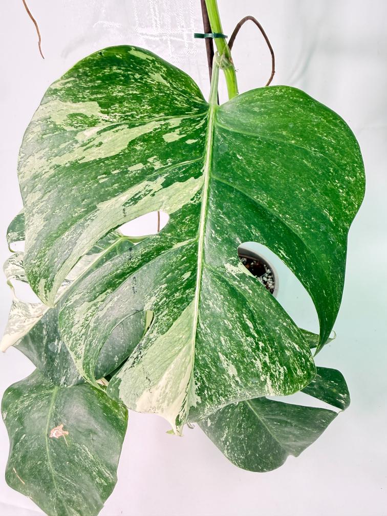Monstera Albo Variegata XXL 08