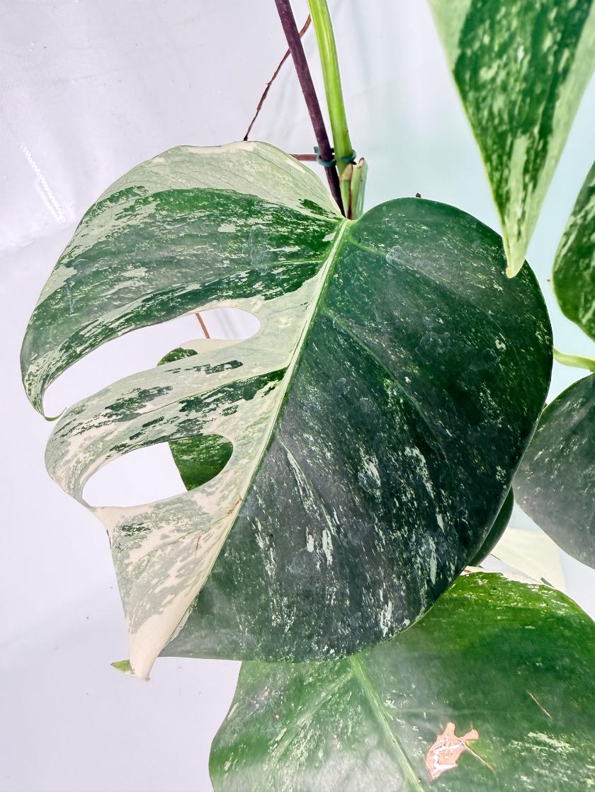 Monstera Albo Variegata XXL 09