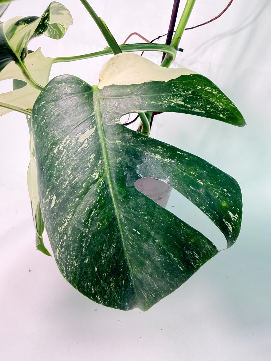 Monstera Albo Variegata XXL 10