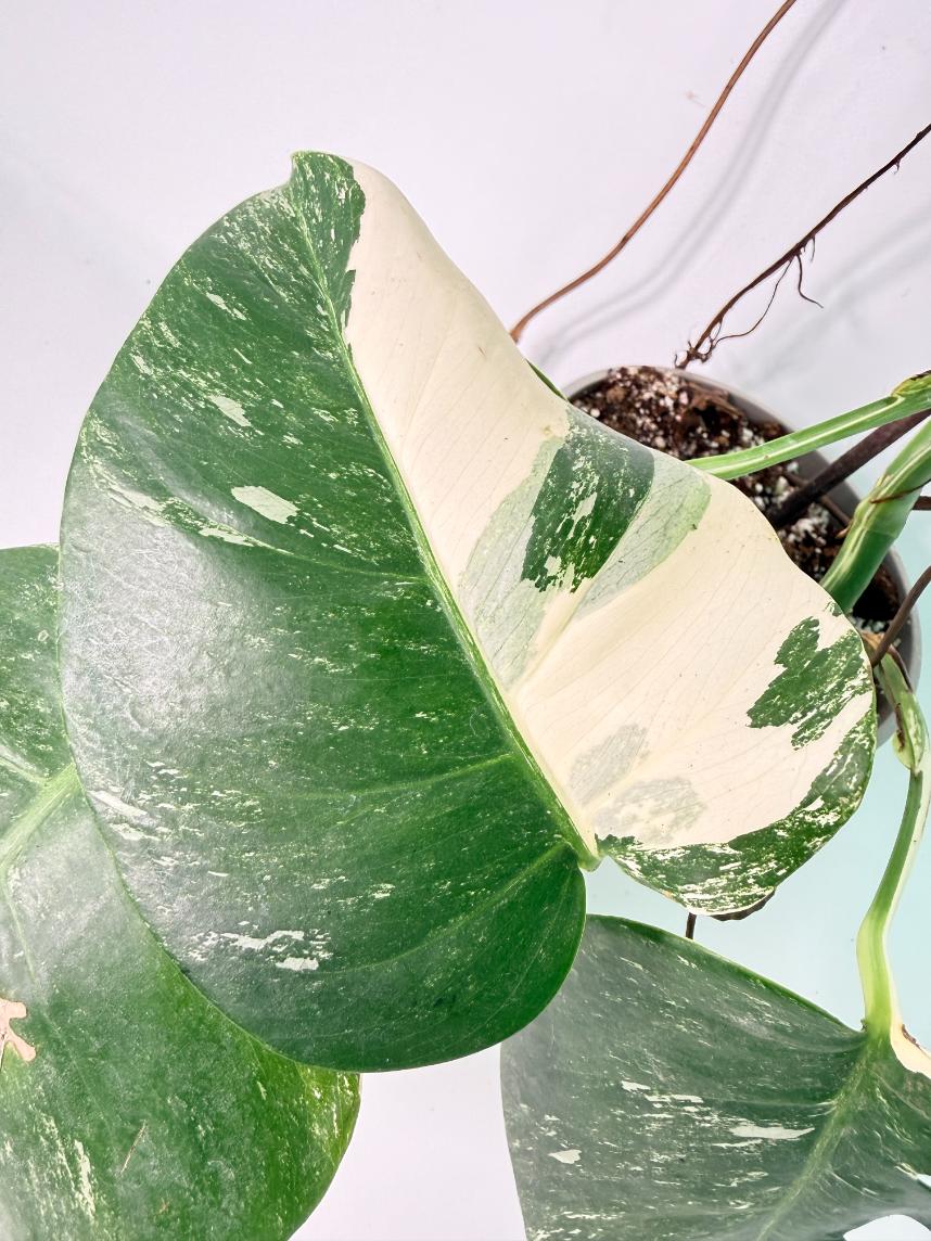 Monstera Albo Variegata XXL 12