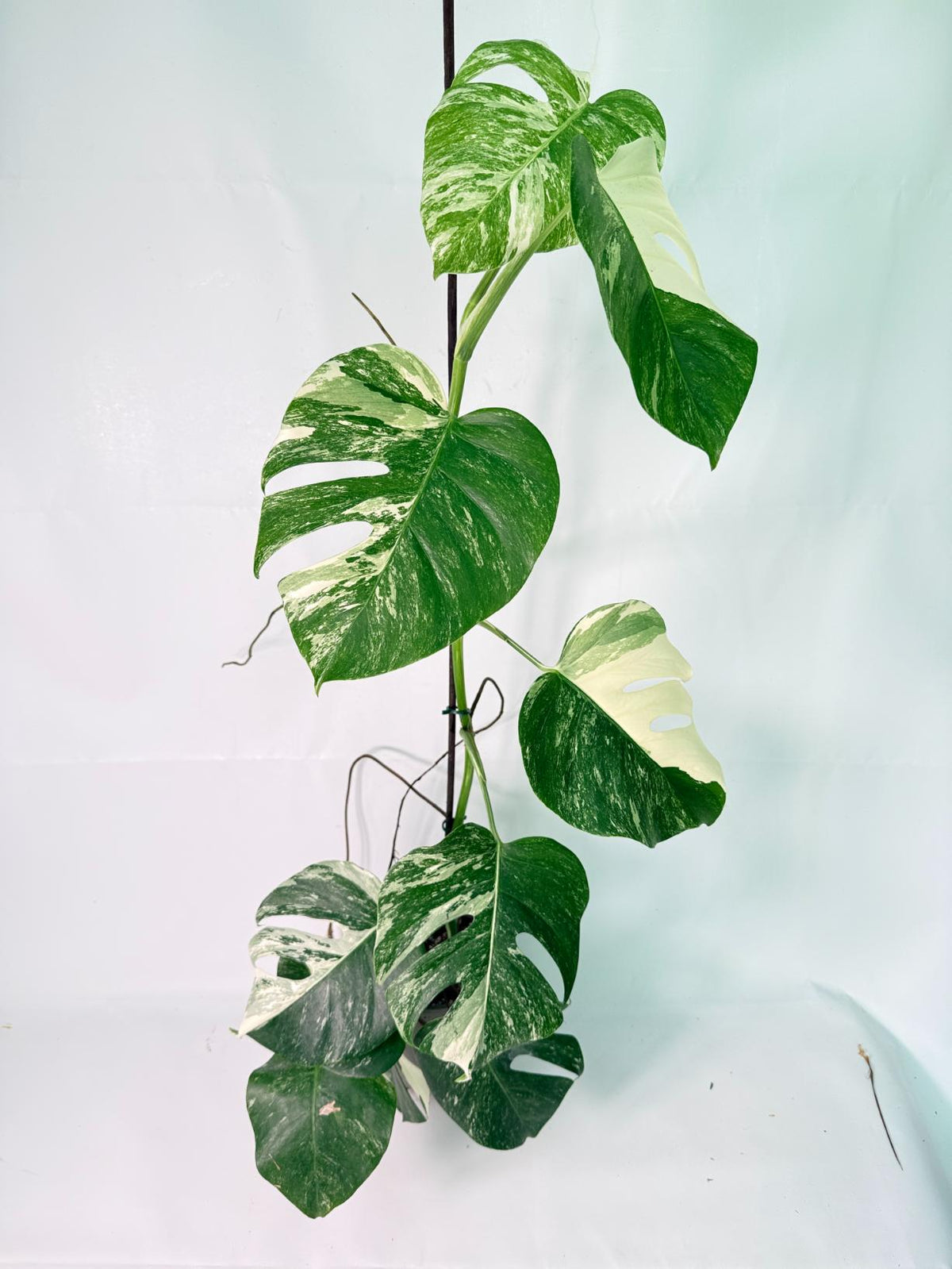 Monstera Albo Variegata XXL 01
