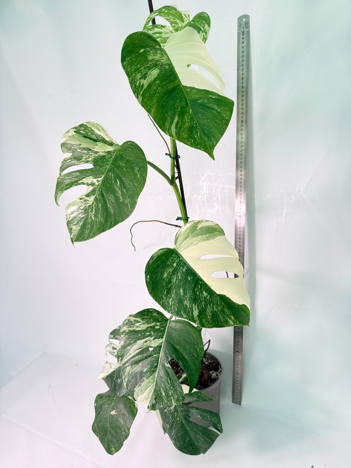 Monstera Albo Variegata XXL 13