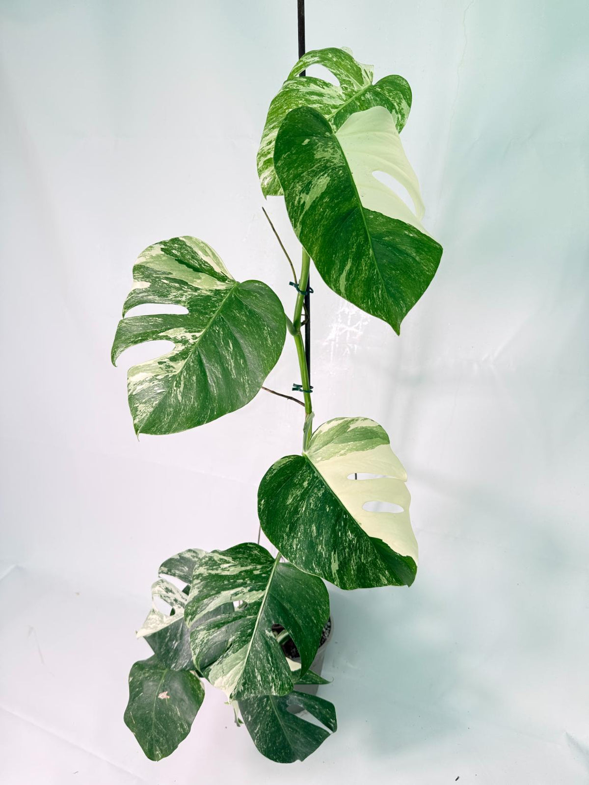 Monstera Albo Variegata XXL 11