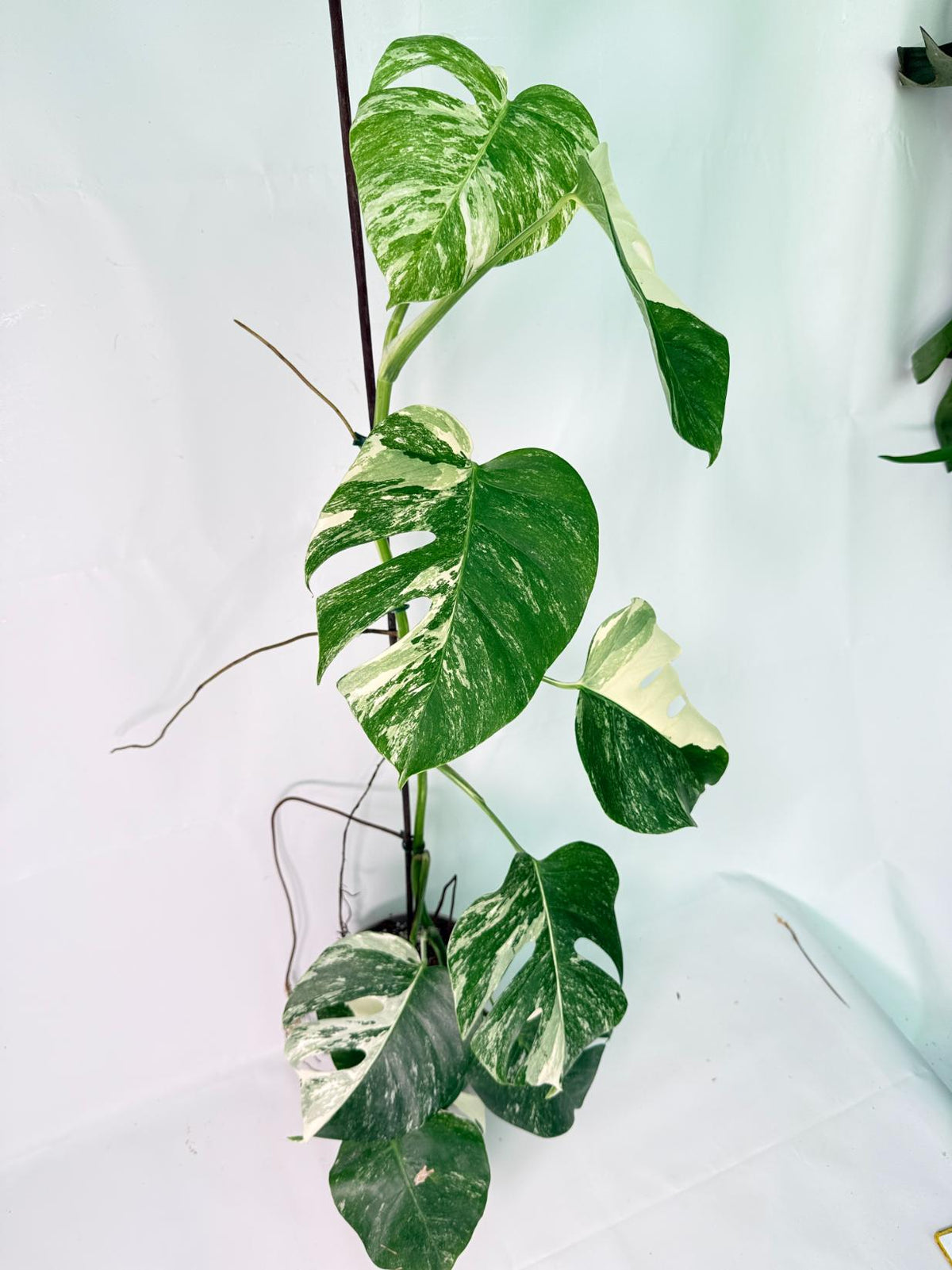 Monstera Albo Variegata XXL 03