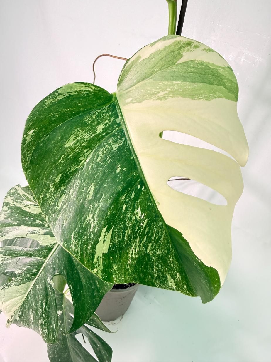 Monstera Albo Variegata XXL 04