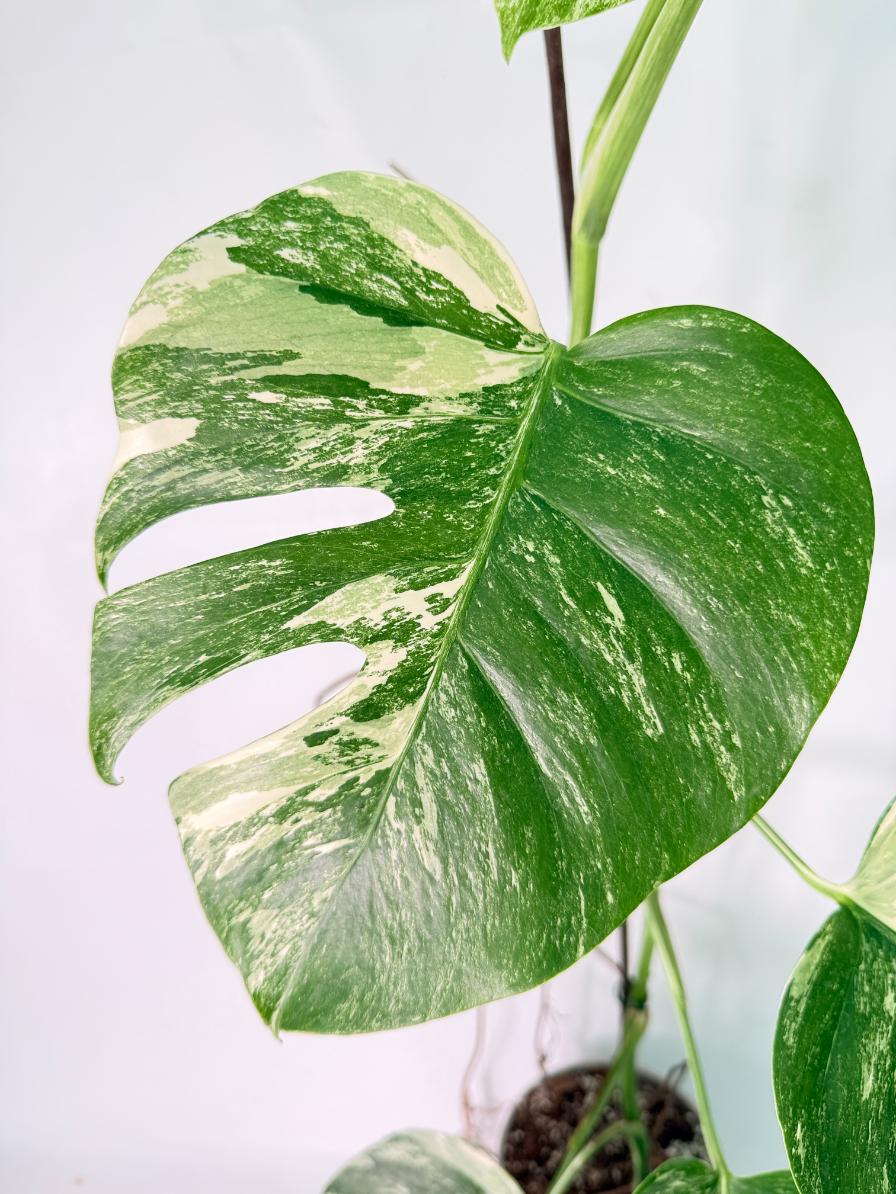 Monstera Albo Variegata XXL 5