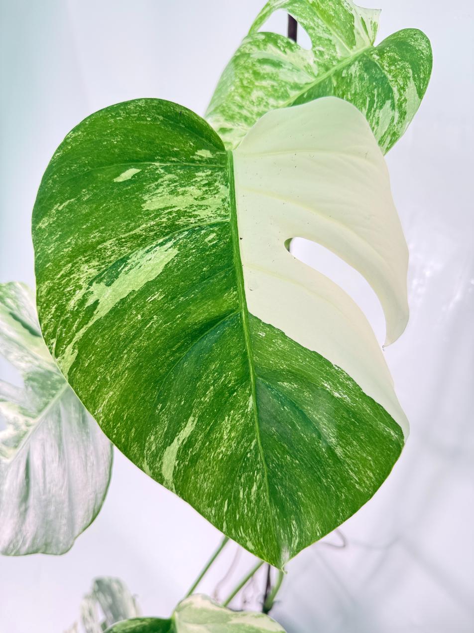Monstera Albo Variegata XXL 06