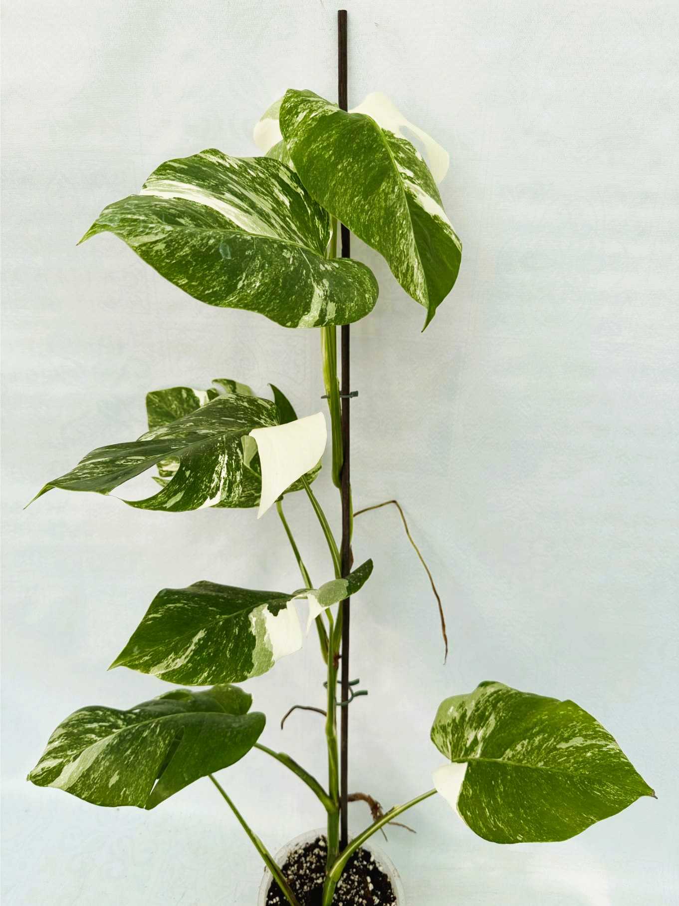 Monstera_Albo_Variegato25_10_7_10