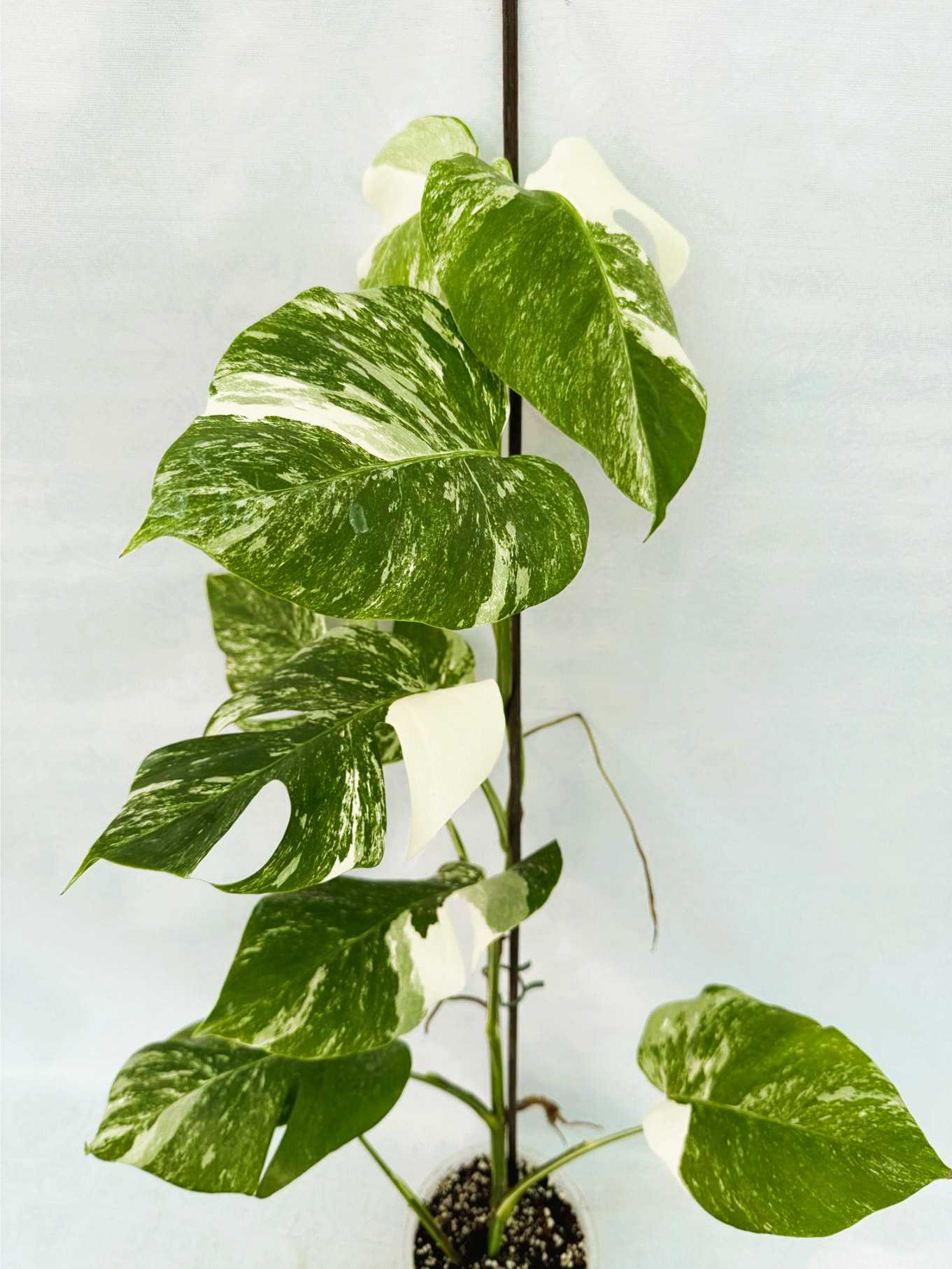 Monstera_Albo_Variegato25_10_7_10