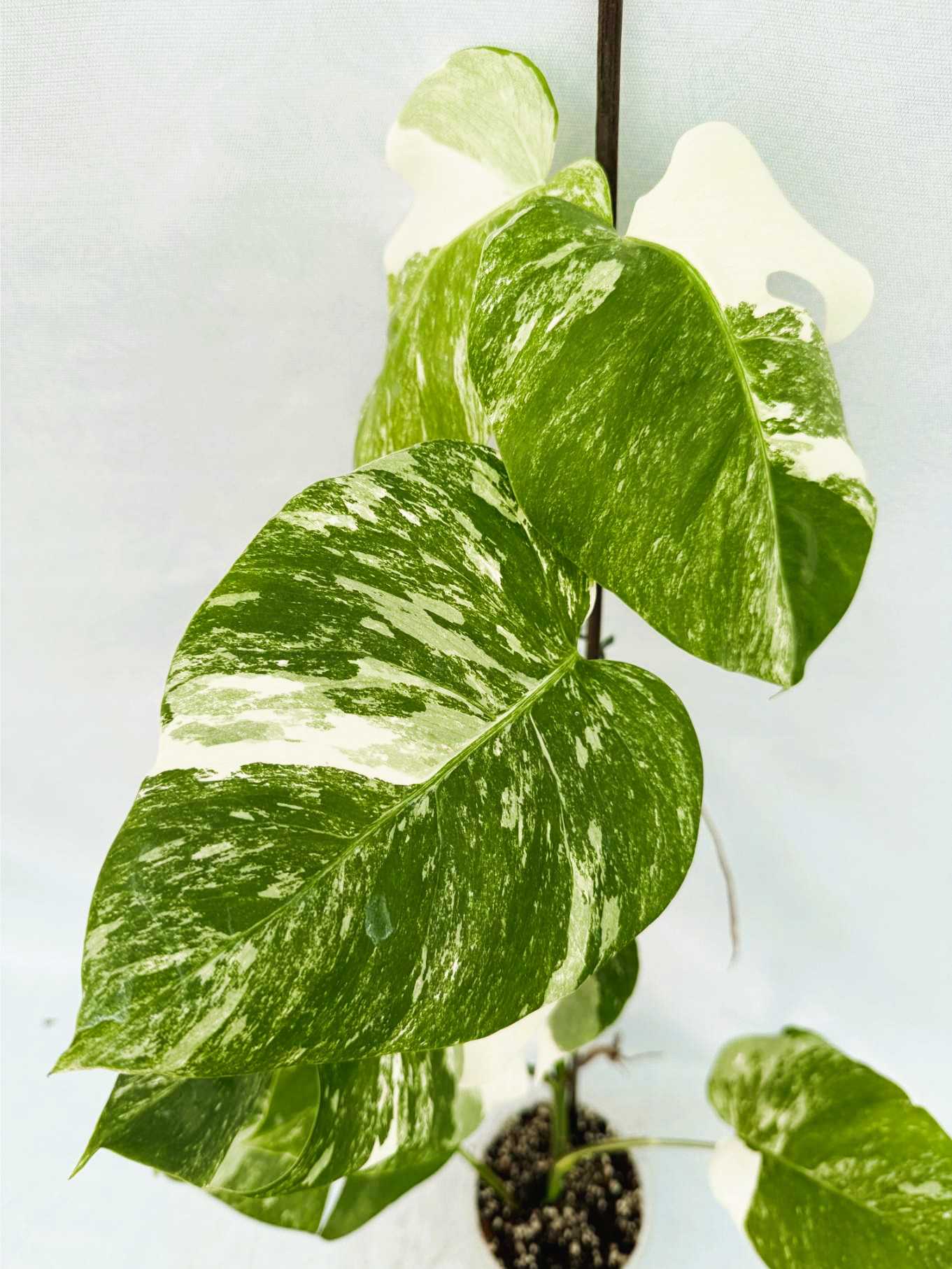 Monstera_Albo_Variegato25_10_7_10